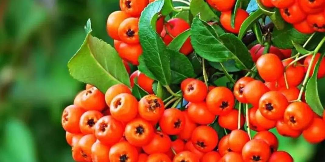 Tüm Dünya için çok önemli ama sadece Türkiye’de yetişiyor! Hem vitamin hem mineral deposu: Altın kadar değerli bir besin 1